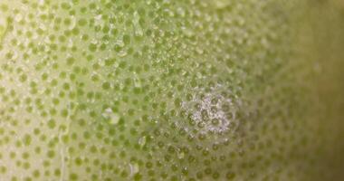 details of the wet peel of citrus fruits, close up photo