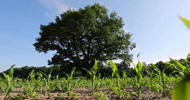a lone oak in a green cornfield with young sweet corn plants photo