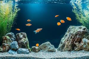 Aquarium with clear turquoise water and brown stones at the bottom, with swimming fish photo