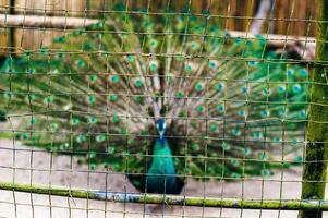 A Male Peacock showing off his beautiful tail feathers photo