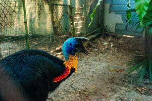 A portrait in the dark resting Cassowary named Kasik behind bars photo