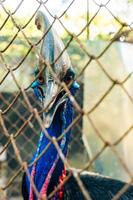 A portrait in the dark resting Cassowary named Kasik behind bars photo
