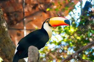 Chestnut-billed Toucan in the Rainforest in Zoo in Thailand photo