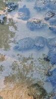 Freshwater turtles congregating in shallow pond waters, seeking cooling relief and displaying natural group behavior during warm summer day video