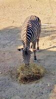 zebras alimentando em feno, destacando Preto e branco listrado mamíferos dentro jardim zoológico ambiente, capturando pacífico pastar momento video