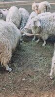 Soft-haired angora goats grazing on scattered hay, luxurious white fleece gleaming within rustic farm pasture, showcasing pastoral wool production scene video