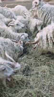 White-haired angora goats grazing near hay in farm enclosure, representing calm livestock feeding within rustic pastoral landscape video