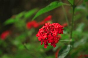 lantana flower or shrub verbena bloom in the garden. lantana flower or shrub verbena has latin name lantana camara. lantana flower from verbenaceae family photo