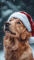 Golden Retriever Wearing a Santa Hat photo