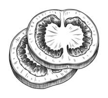 Two slices of tomato. Food illustration in the graphic line art style. Hand drawn outline element of healthy meal. Perfect for vegetable menu creating and sketch drawing designs. vector