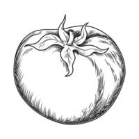 Whole tomato food illustration in the graphic line art style. Hand drawn outline element of healthy meal. Perfect for vegetable menu creating and sketch drawing designs. vector