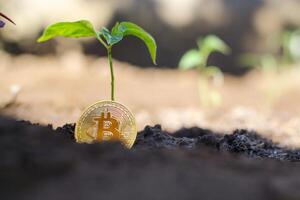 Sprout plant and bitcoin, growth of bitcoin crypto currency photo