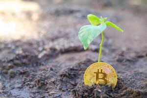 Bitcoin coins on the ground and leaves grow. photo