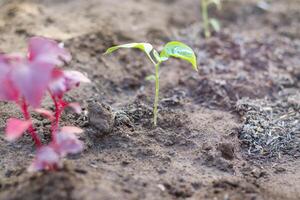 A beautiful representation of a new born plant in the soil. photo