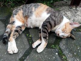 A cat is so calm while sleeping photo