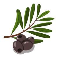 branch with a group of pitted olives. long branch with many leaves for packing. flat color illustration is isolated on a white background. A broken branch with olives. A whole food preparation product vector