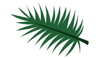 Tropical leaf is prickly. Exotic green palm tree leaf in a flat style. The leaf, the tropics of the plant are highlighted on a white background. Green insulated sheet. An elongated, green leaf vector
