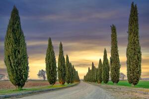 Treated path of cypresses in Tuscany photo