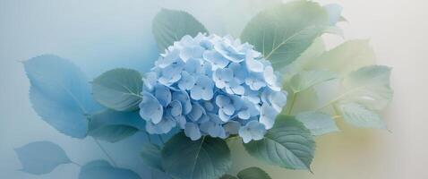 Beautiful Blue Hydrangea Flowers with Green Leaves on a Soft Gradient Background for Nature and Floral Design Concepts. photo