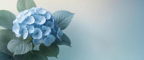Beautiful Blue Hydrangea Flowers with Green Leaves on a Soft Gradient Background for Nature and Floral Design Concepts photo