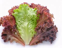 Fresh Red and Green Oak Lettuce Isolated on White Background photo