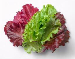 Crisp Red and Green Oak Lettuce Displayed Against White Surface photo