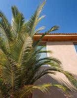 Serene Tropical Resort with Palm Tree and White House Architecture photo