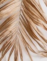 Exotic Dry Palm Leaves Displayed on Clean White Background photo