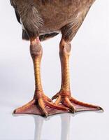 Close-Up of Duck's Soiled Feet on White Background photo