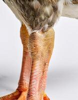 Dirty Duck Legs in Natural Environment with White Background photo