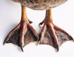 Detailed Duck Feet with Mud Stains Against a White Canvas photo