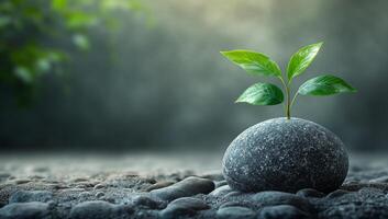 Growth of a plant from a stone surface. A small green plant emerges from a smooth stone, showcasing resilience and nature's beauty in a serene setting. photo