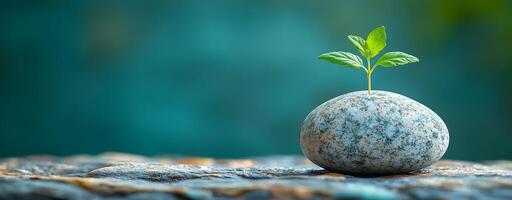 Plant growing from a stone in nature. A small green plant sprouts from a smooth stone, symbolizing resilience and growth in a natural setting. photo