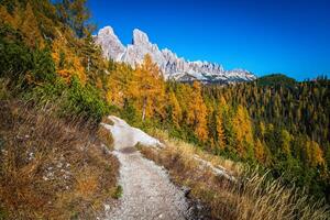 Narrow hiking trail in the autumn forest, Dolomites, Italy photo