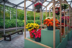 Various colorful flowers in flowerpots in the flower exposition, Netherlands photo