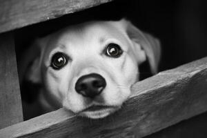 Dog looking through wooden planks with expressive eyes, showcasing curiosity and emotion in black and white setting photo