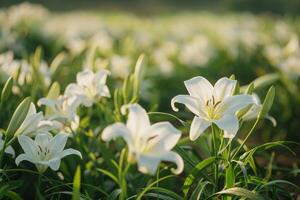 White lilies blooming in a sunny field photo