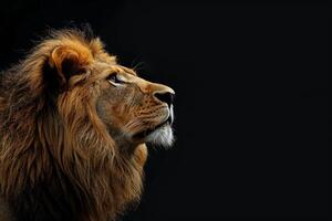 Majestic lion observing with intensity on black background photo