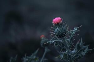 Blooming thistle flower growing in nature with moody background photo