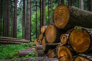 Stacked logs creating deforestation in lush forest environment photo