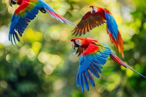 Scarlet macaws flying in tropical rainforest canopy photo