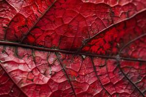 Vibrant red leaf showing intricate vein structure in autumn photo