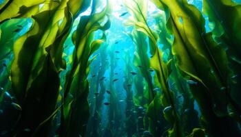 The kelp forest in california photo