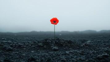 A solitary red poppy flower blooms against a desolate gray landscape. photo