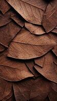 Close-up view of dried brown leaves, showcasing intricate patterns and textures. photo