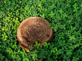 pattern of a felled tree trunk, the tree is located in the park photo