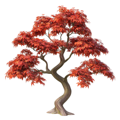 japanese-maple-tree-with-red-