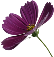 Nature-inspired cosmos flower petal clipart for decorations. . png