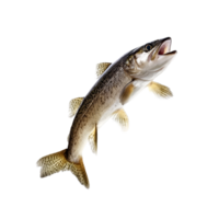 Dynamic fish leaps gracefully above water, showcasing vibrant aquatic movement in clear isolation, Dynamic Real Fish Leap Isolated Aquatic Motion on transparent background png