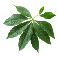 Fresh cassava leaves arranged on a transparent background, showcasing their vibrant green color and unique leaf structure, Cassava leaves transparent background png